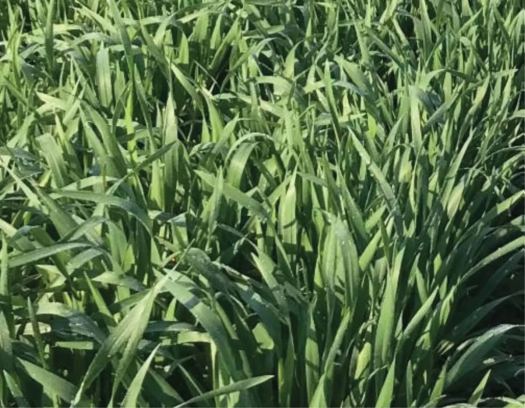 Surge Triticale
