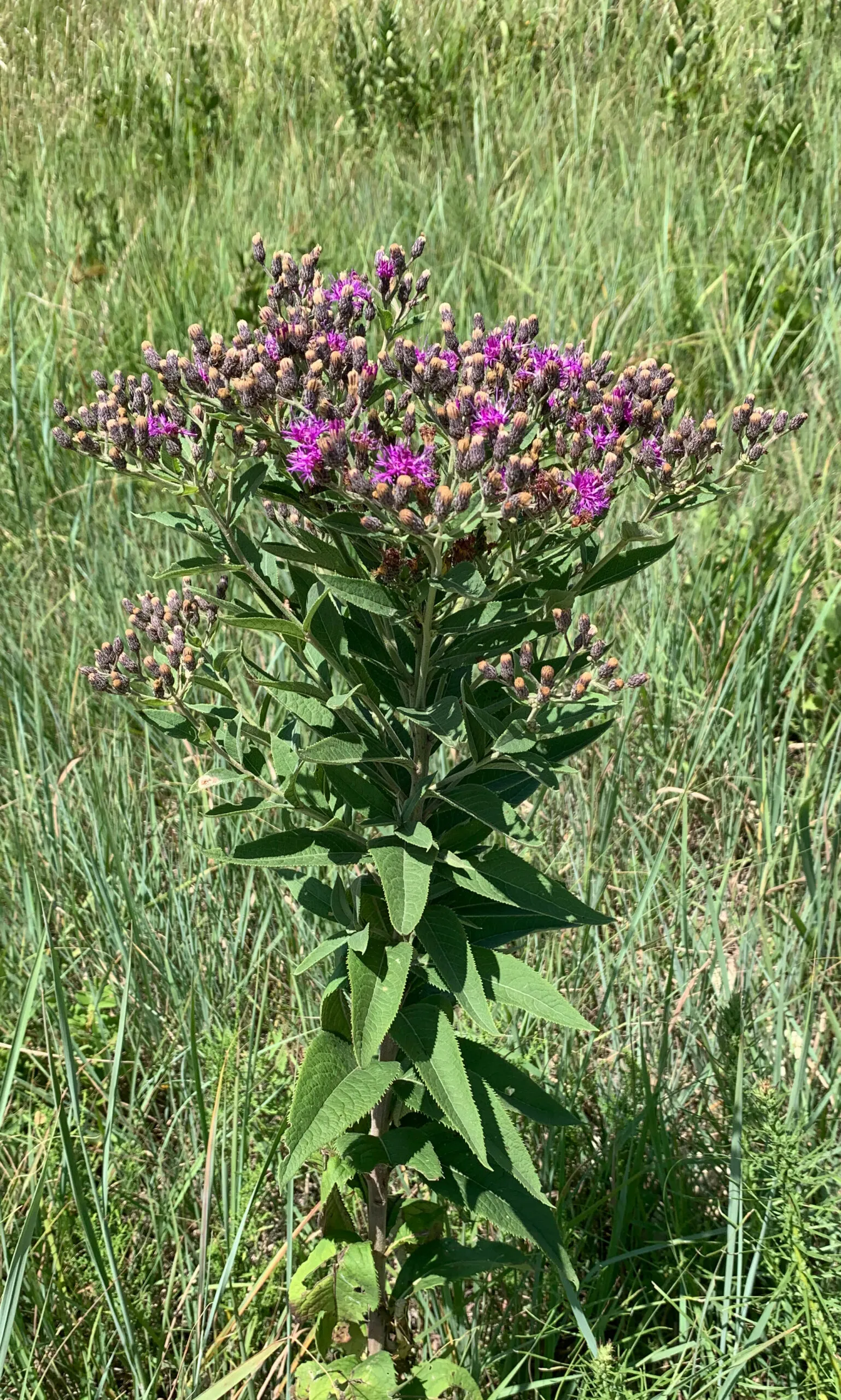 Ironweed, Baldwin’s