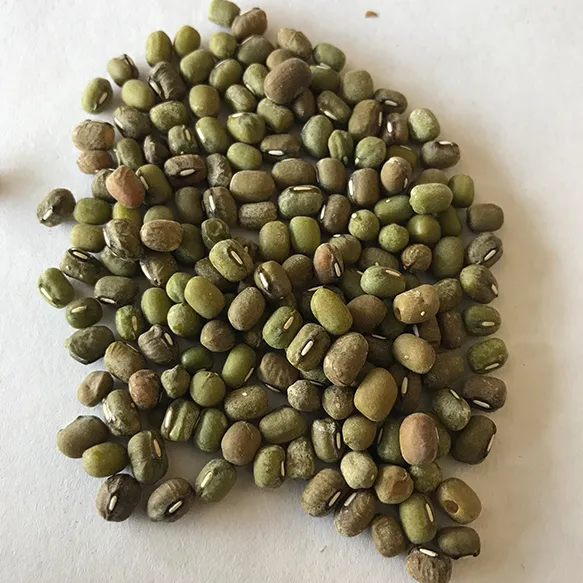 Mung Beans