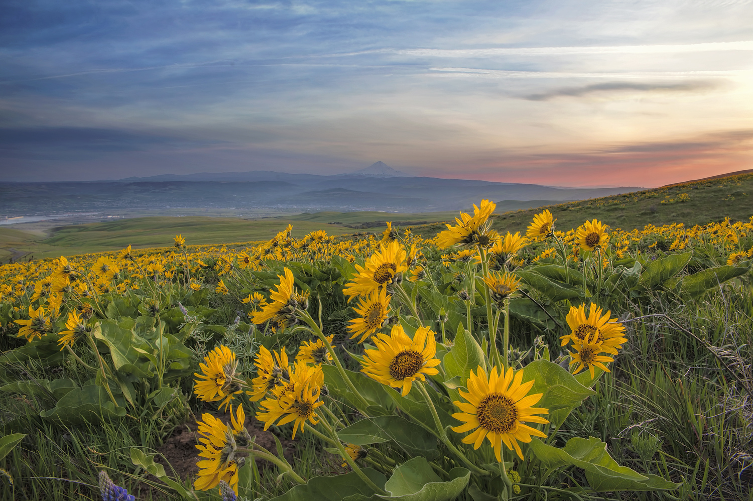 Arrowleaf balsamroot