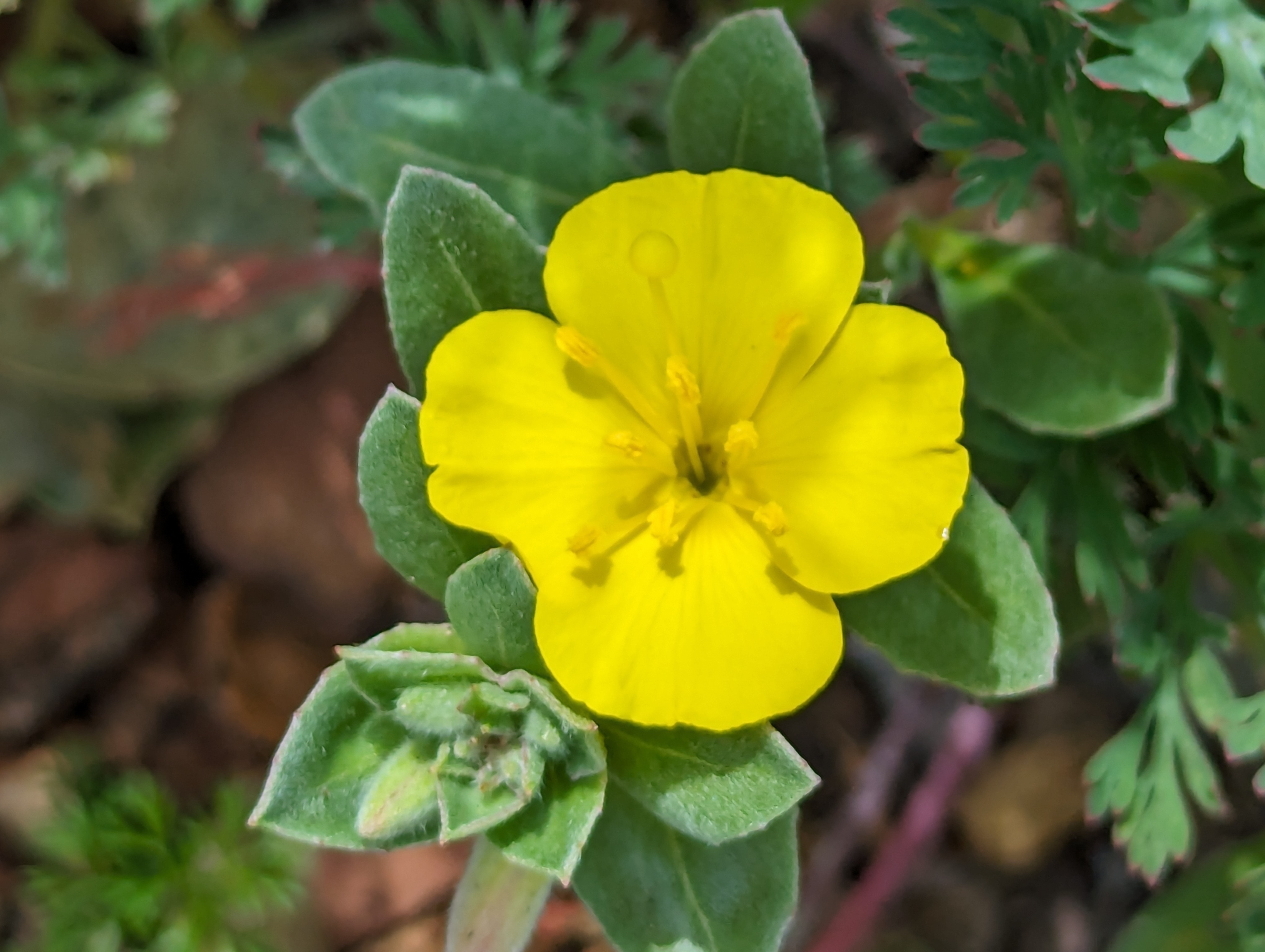 Beach evening primrose