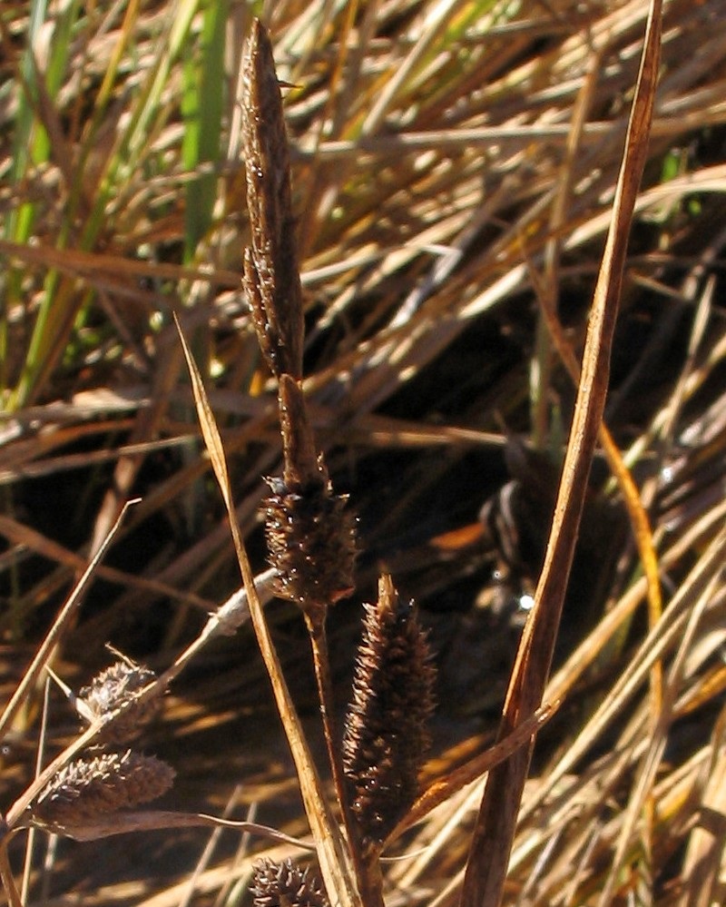 Beaked sedge