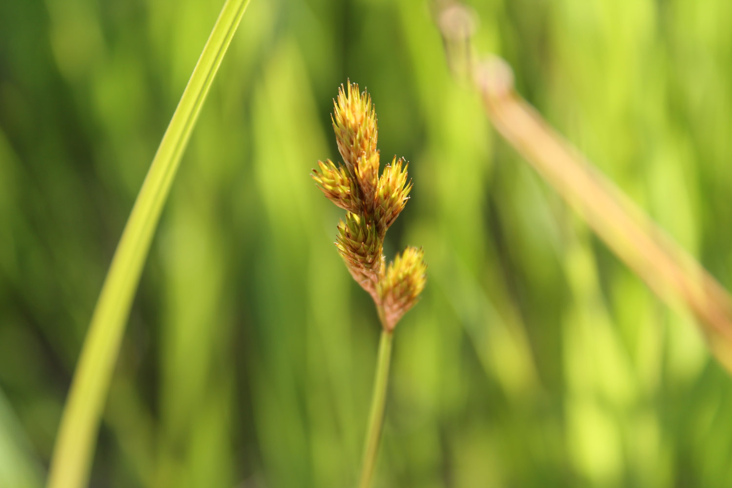 Bebb's sedge