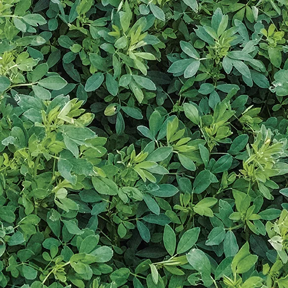 A-100 Grazer Alfalfa