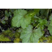 Alumroot