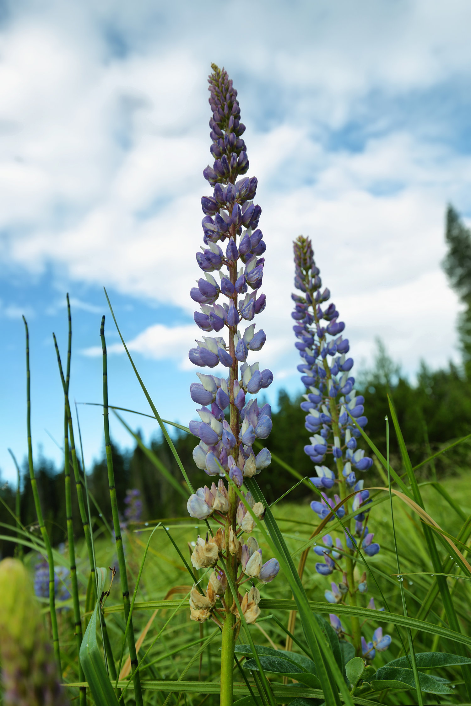 Bigleaf lupine