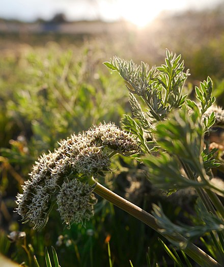 Bigseed biscuitroot