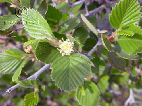 Birch-leaf mountain mahogany
