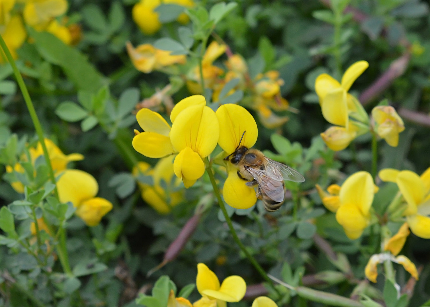 Birdsfoot trefoil