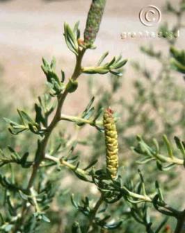 Black greasewood