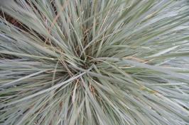 Blue fescue