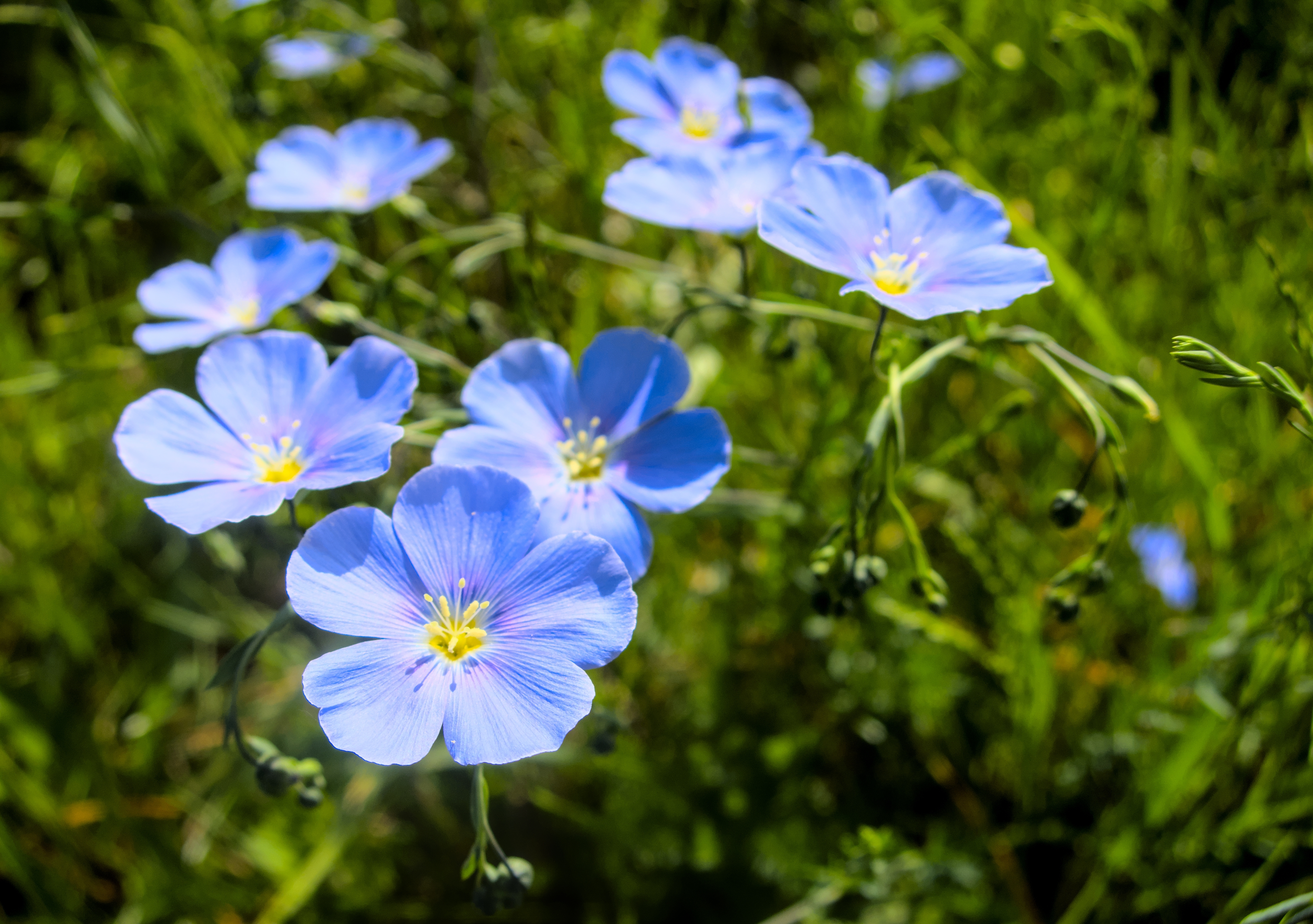Blue Flax