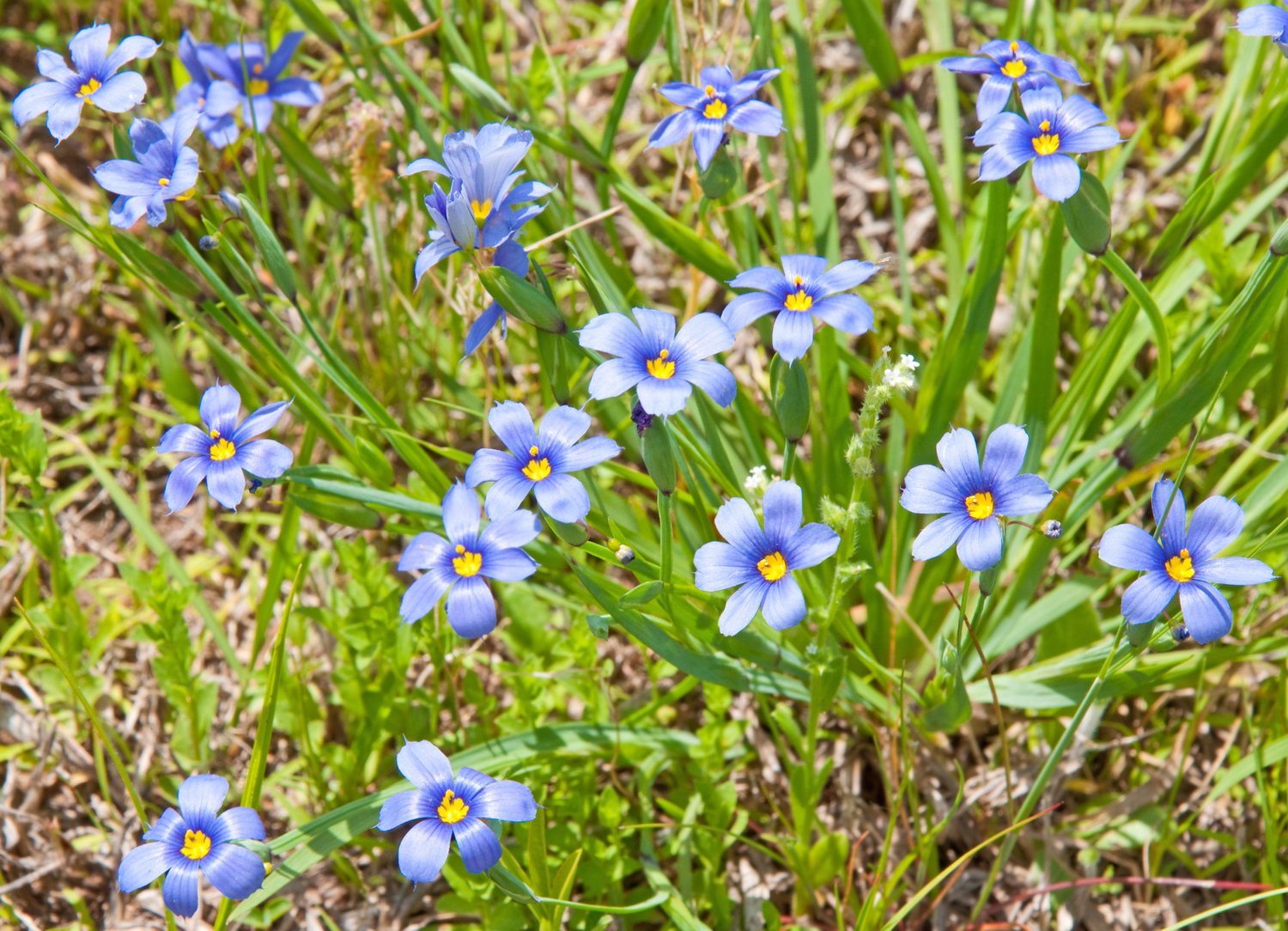 Blue-eyed grass
