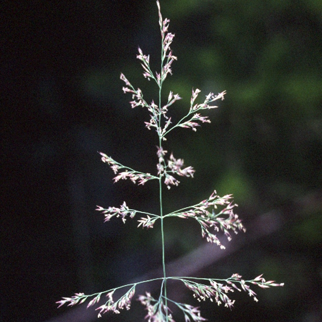 Bluejoint reedgrass