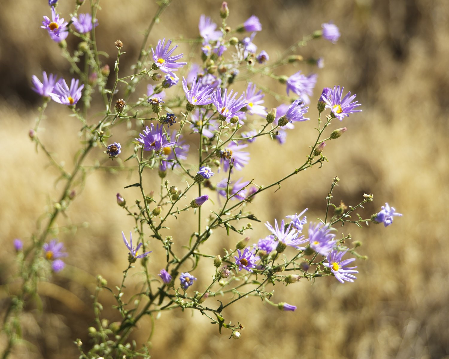 Blueleaf aster