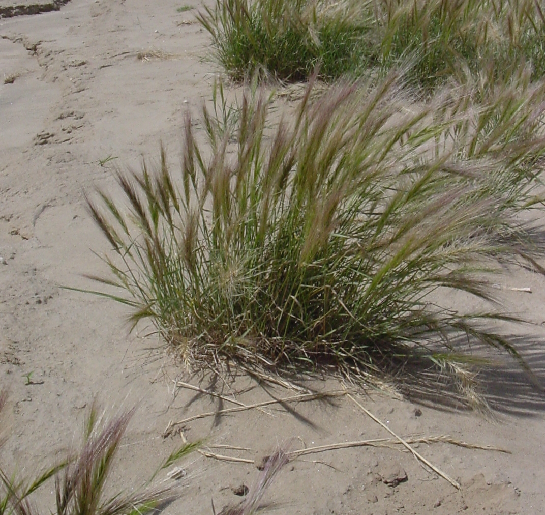 Bottlebrush squirreltail
