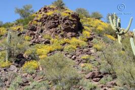 Brittlebush