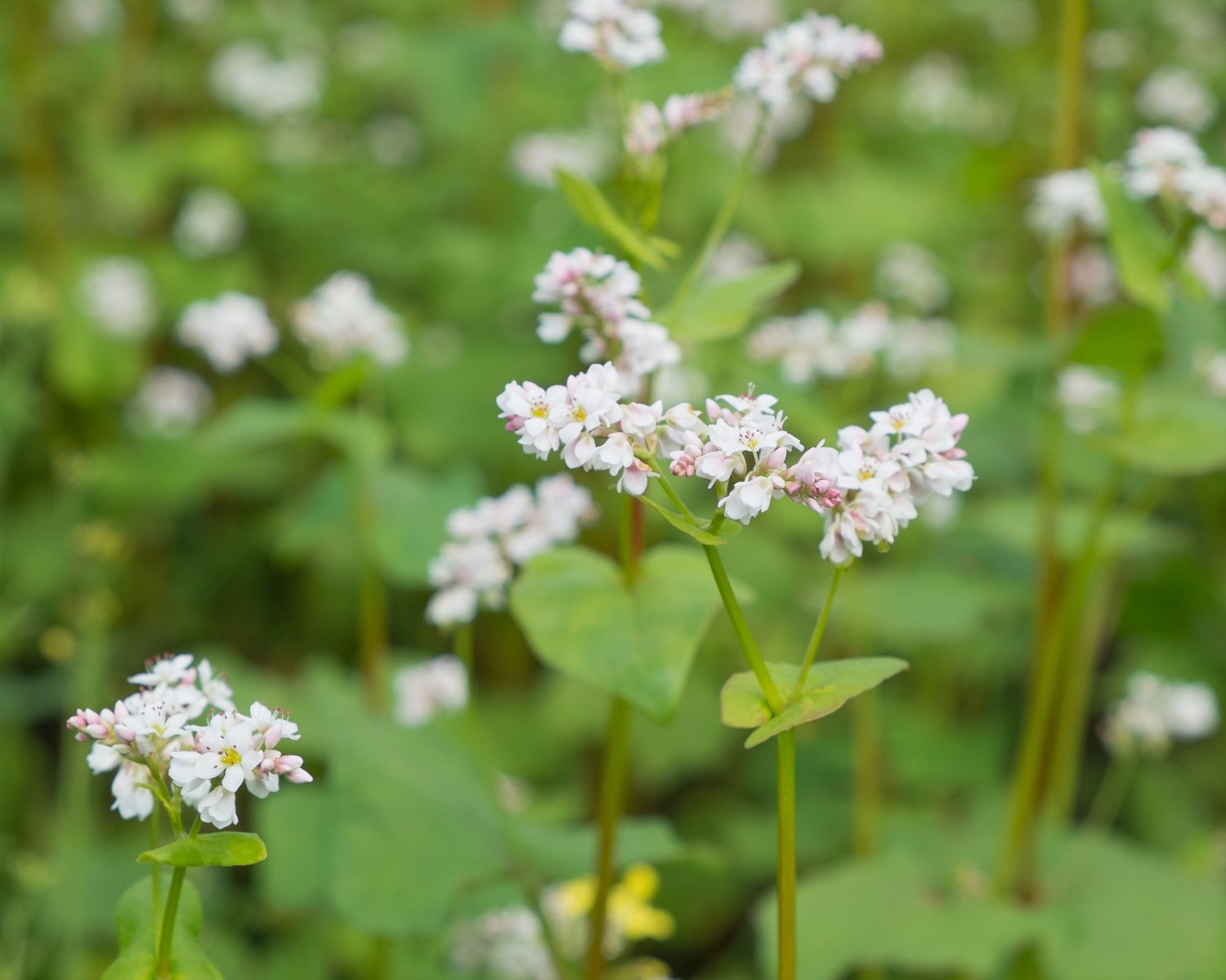 Buckwheat