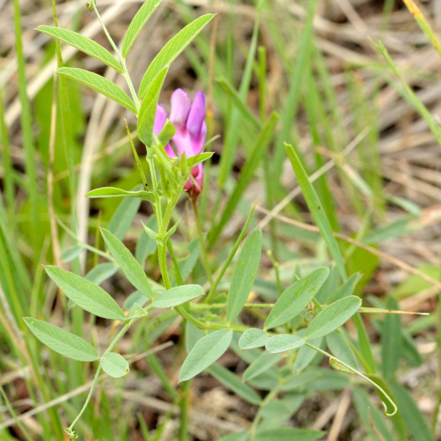 American vetch
