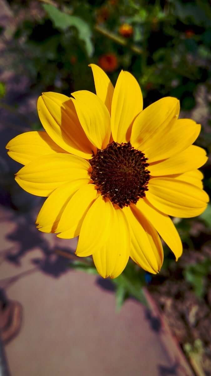 California Bush Sunflower