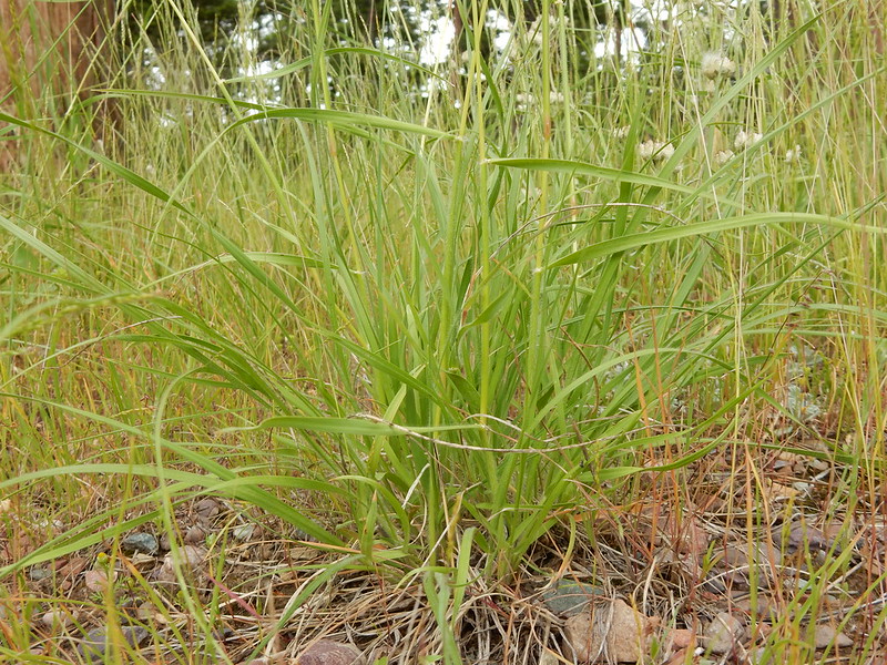 California oatgrass