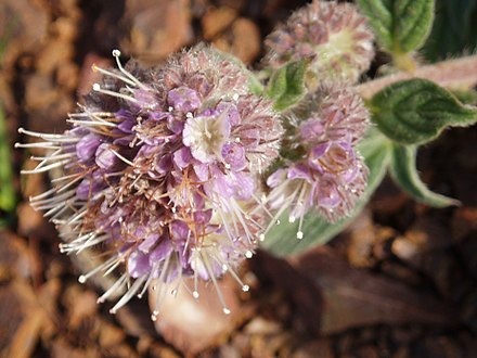 California phacelia