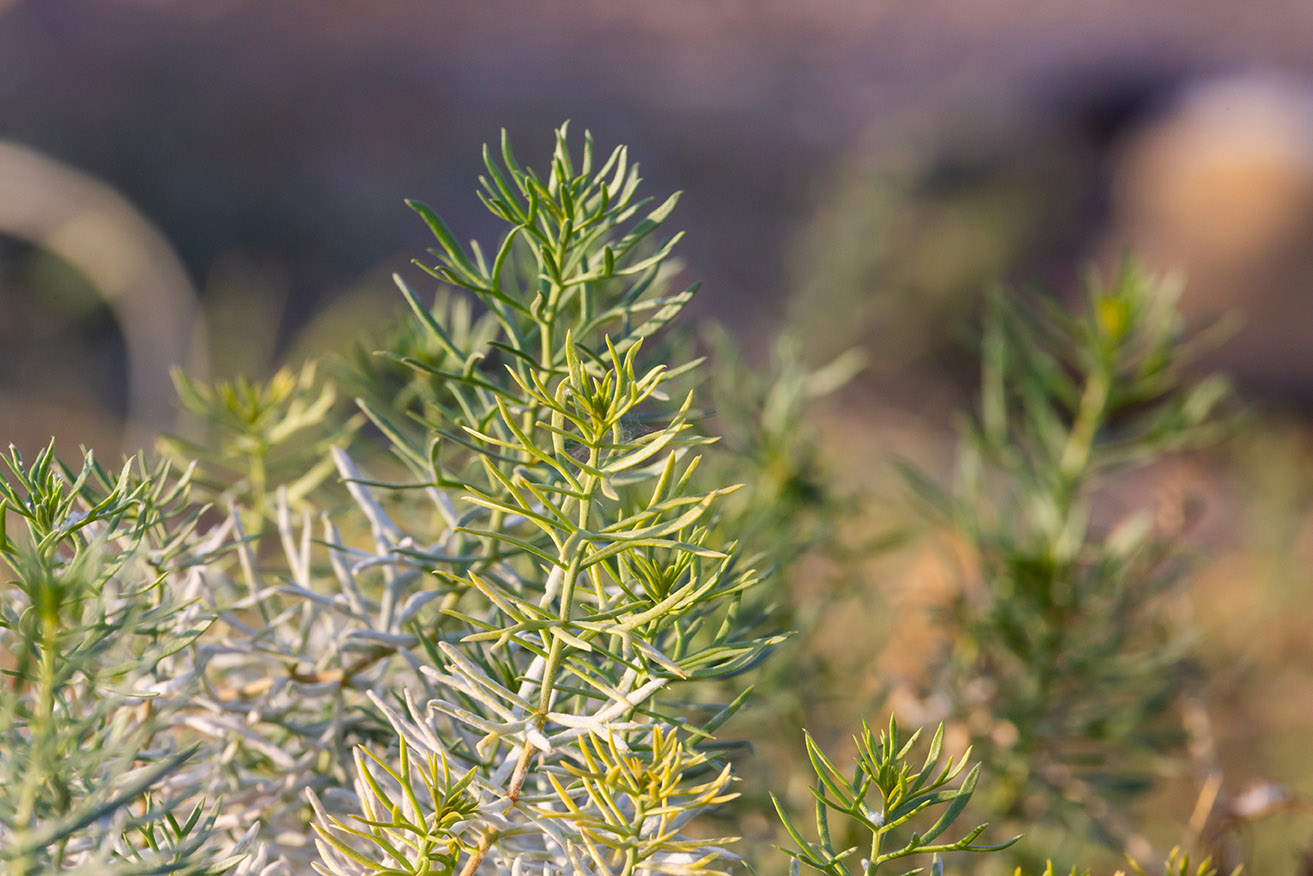 California Sagebrush