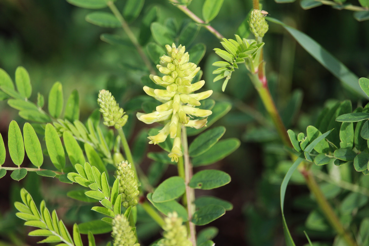 Canadian milkvetch