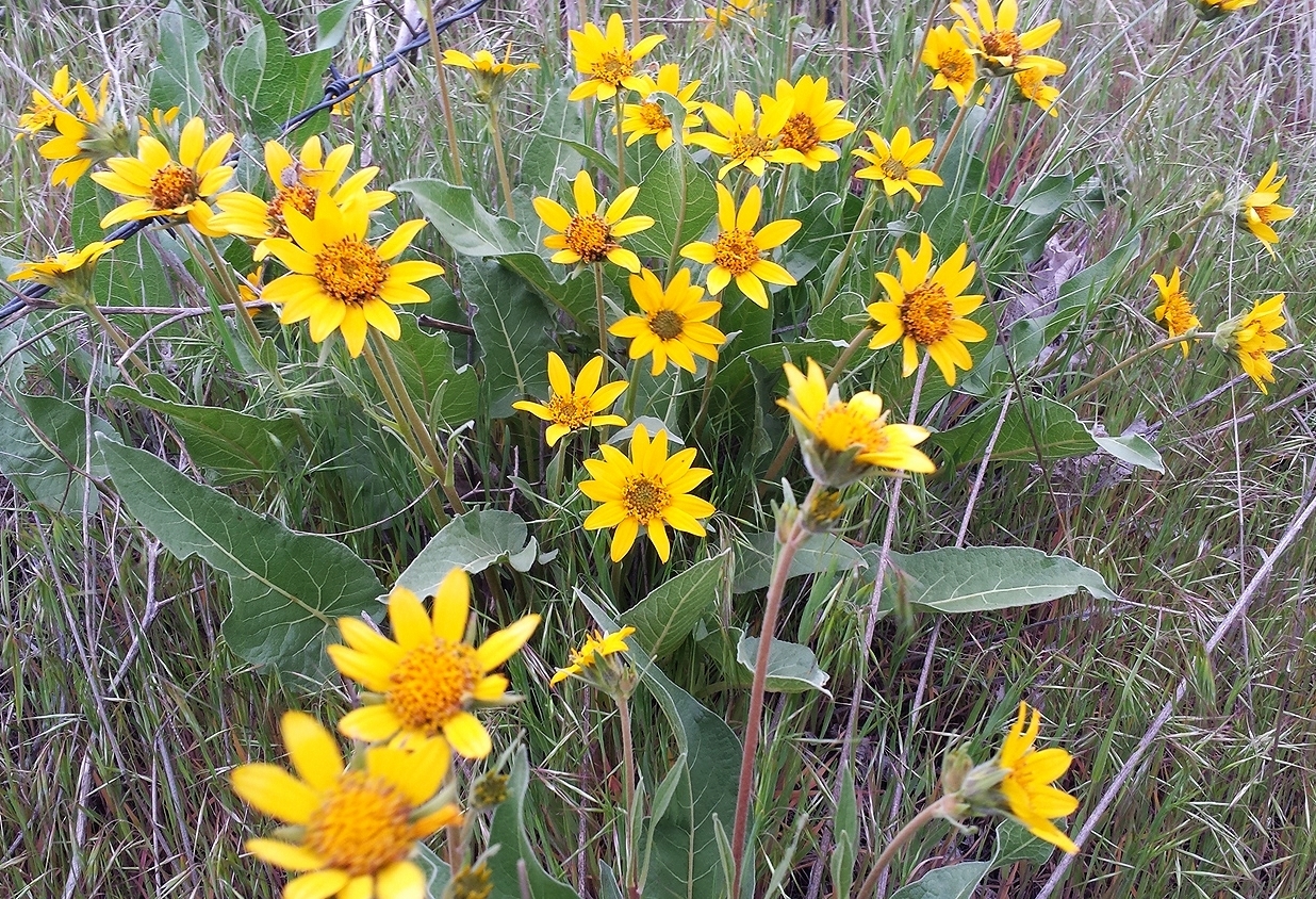 Carey's balsamroot