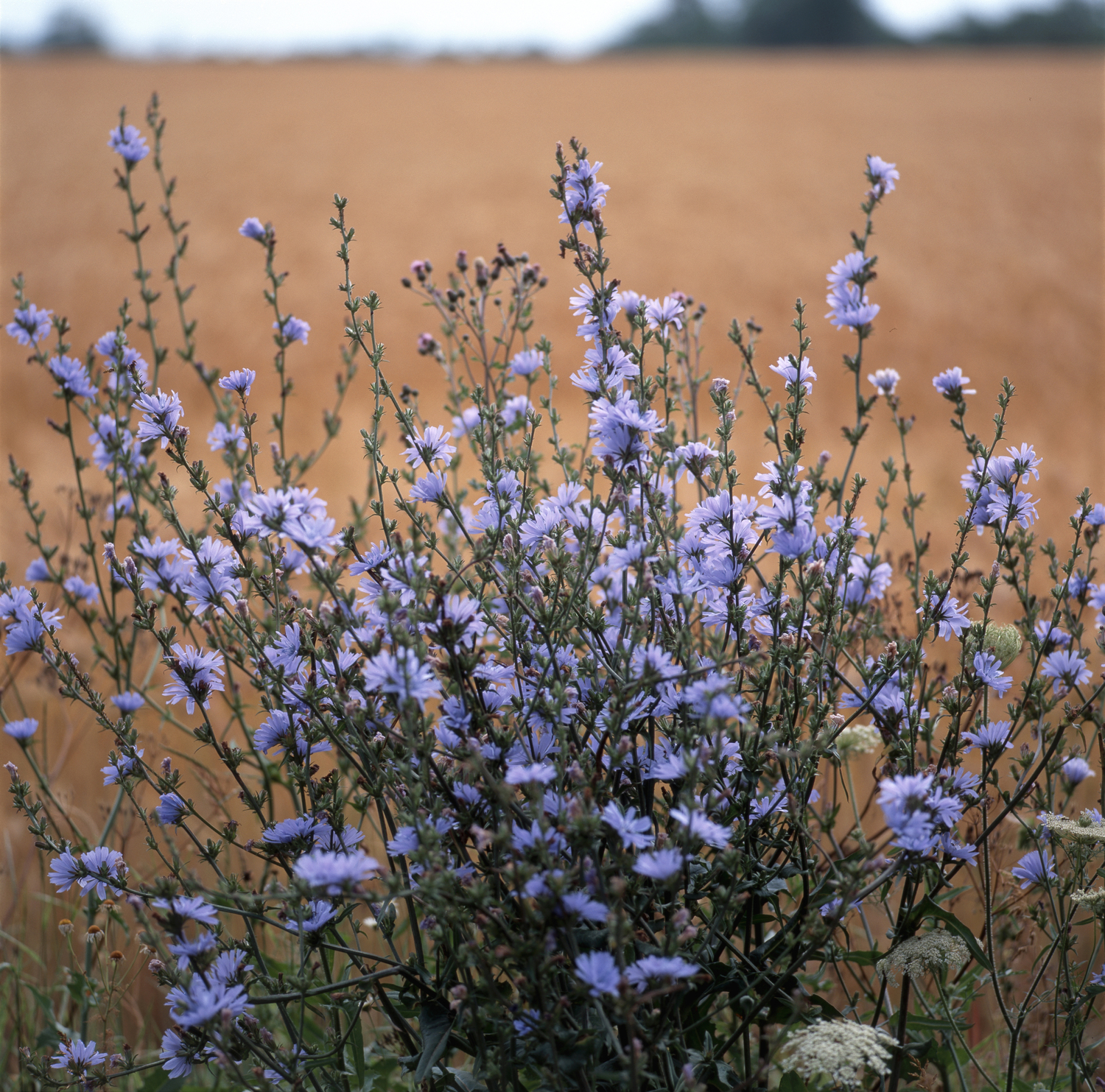 Chicory