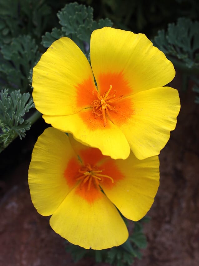 Coastal California Poppy