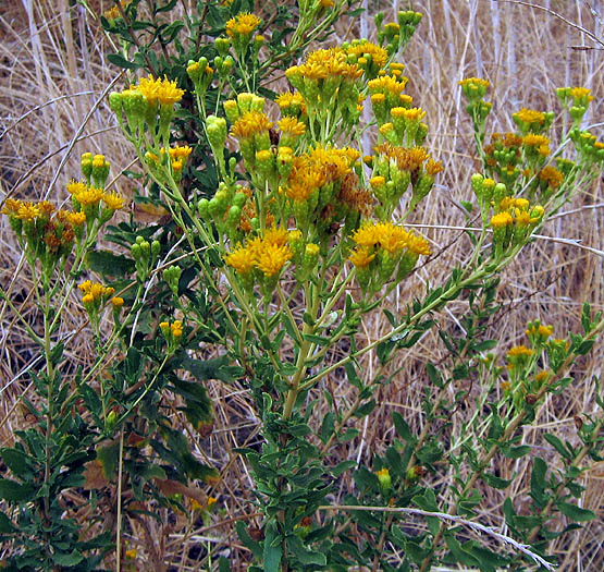 Coastal Goldenbush