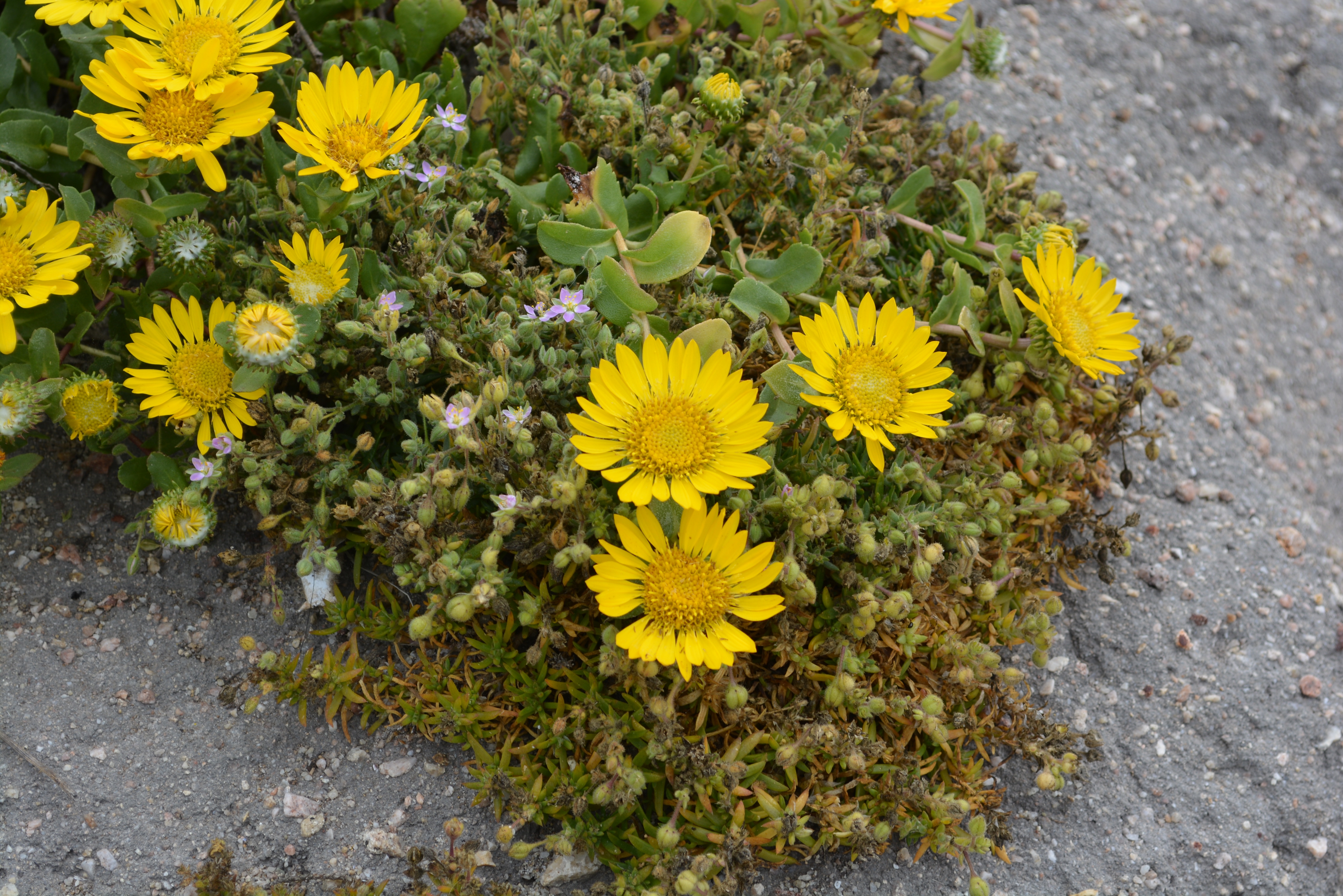 Coastal Gumweed