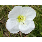 Common Evening primrose