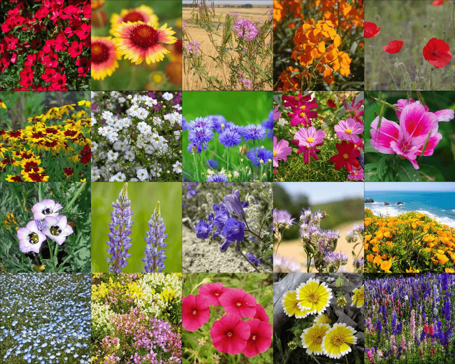 Annual Wildflower Mix