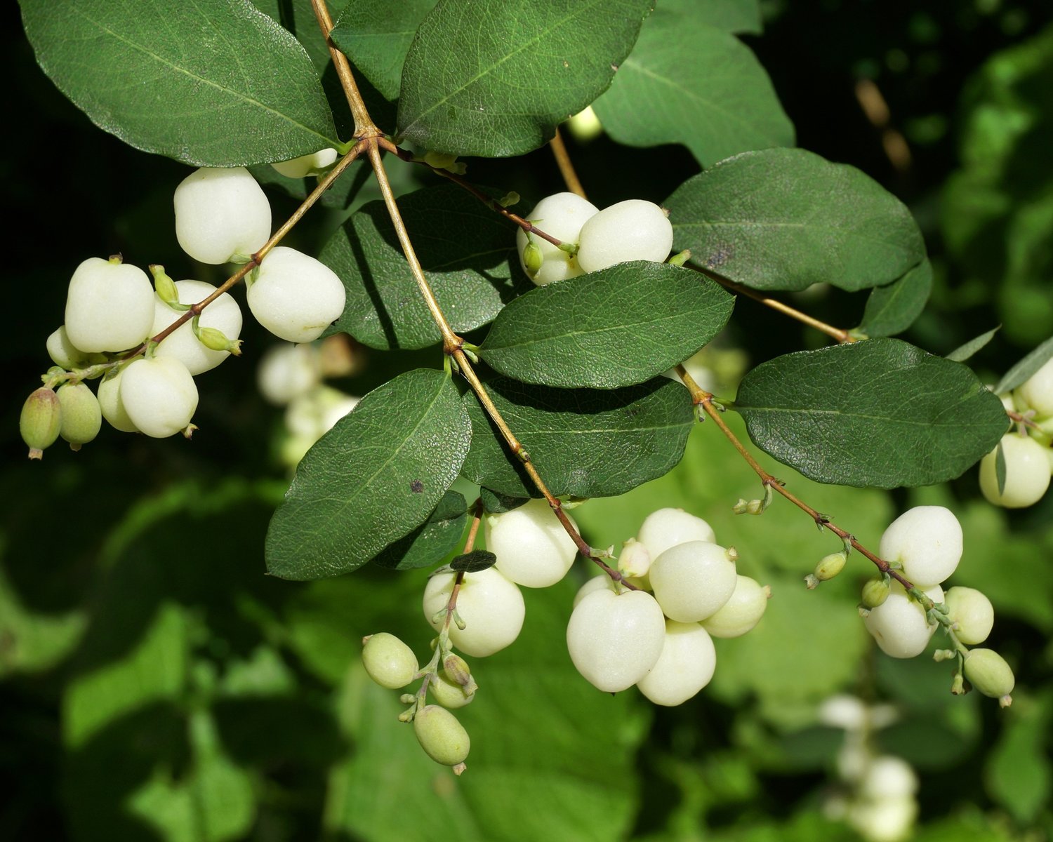 Common snowberry