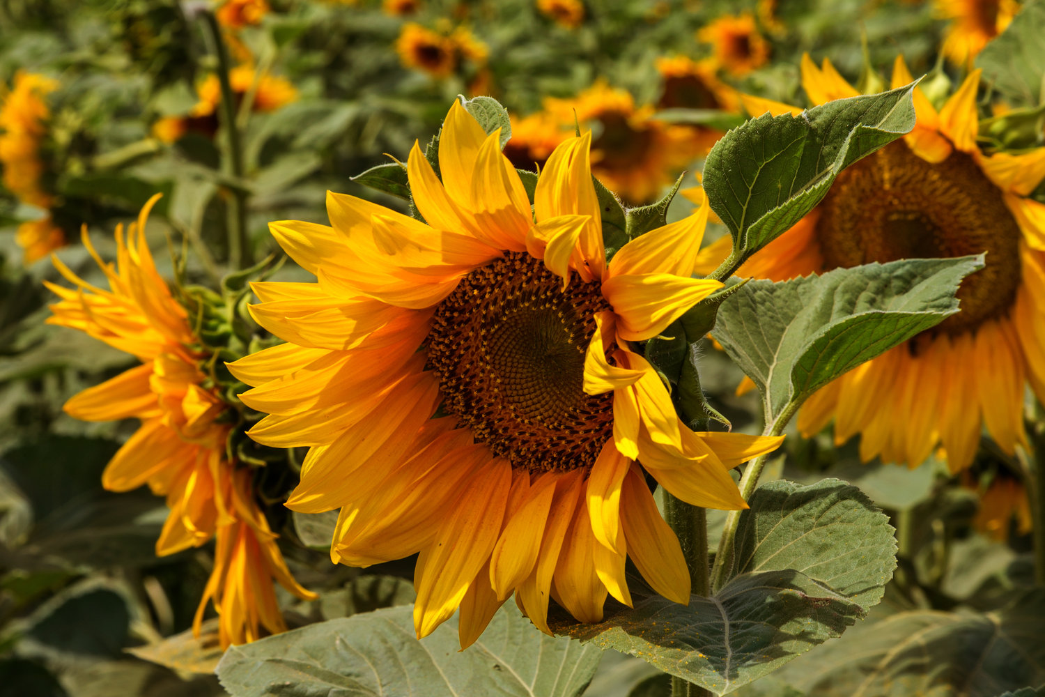Common sunflower
