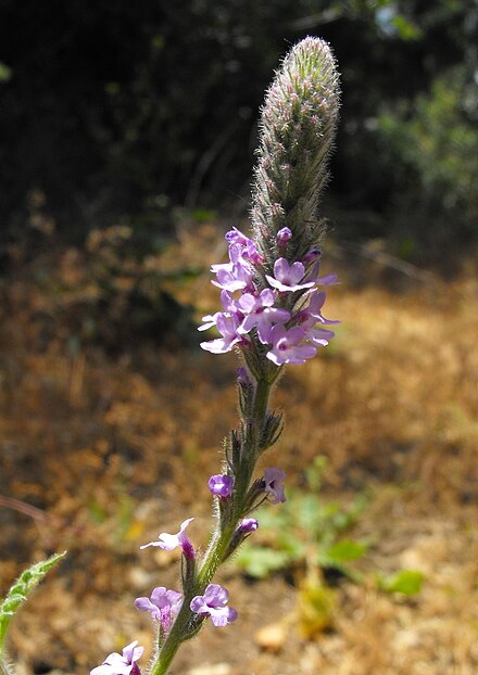 Common Vervain