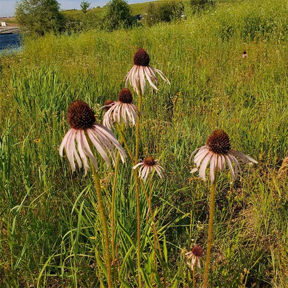 Coneflower, Pale Purple