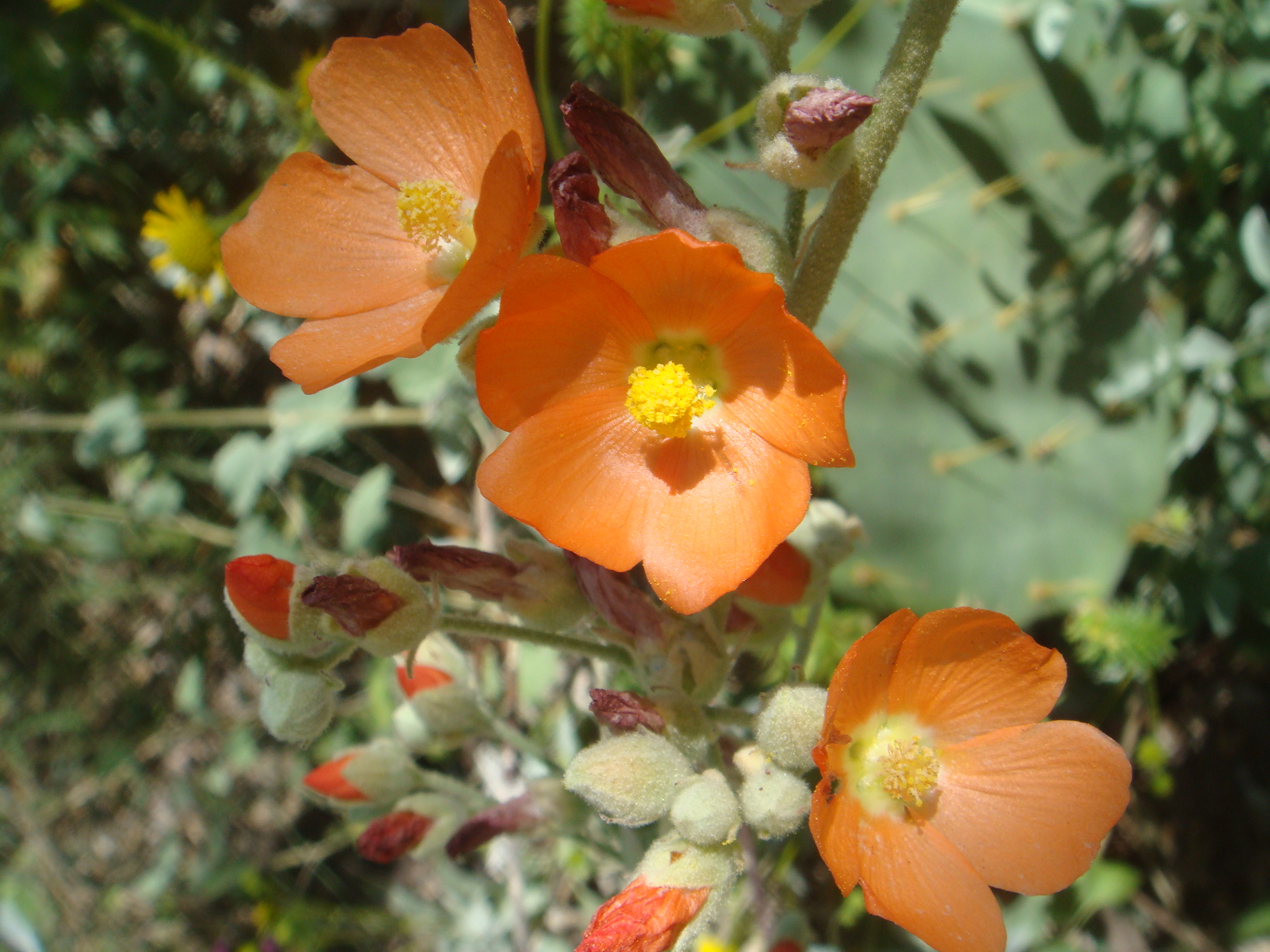 Coulter's globemallow