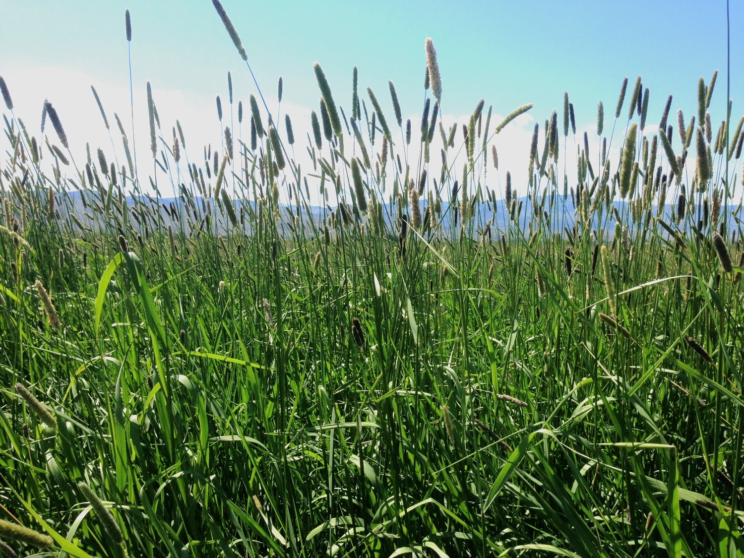 Creeping meadow foxtail