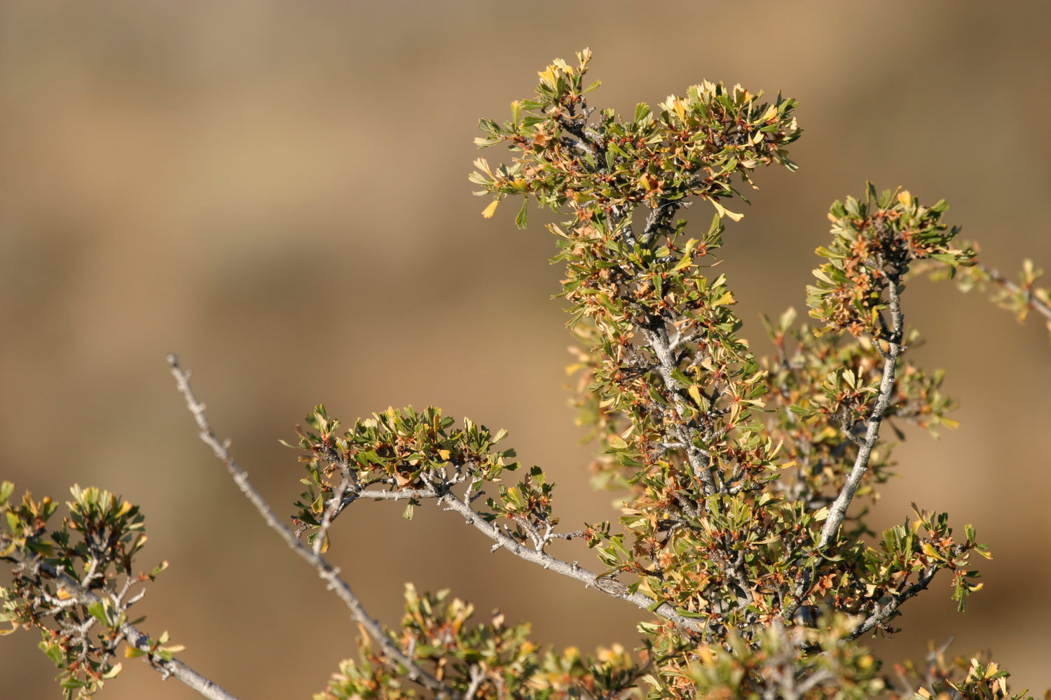 Antelope bitterbrush