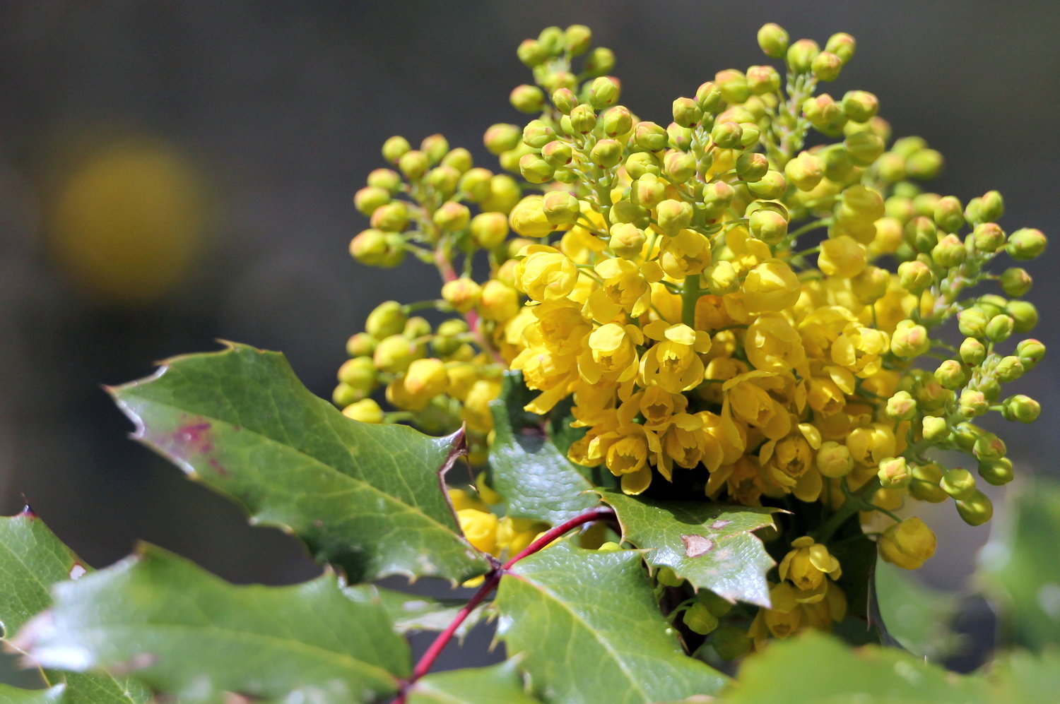 Creeping Oregon grape