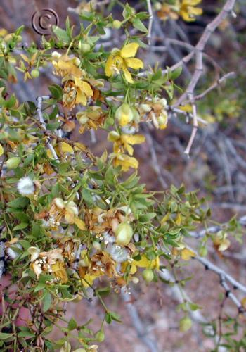 Creosote bush