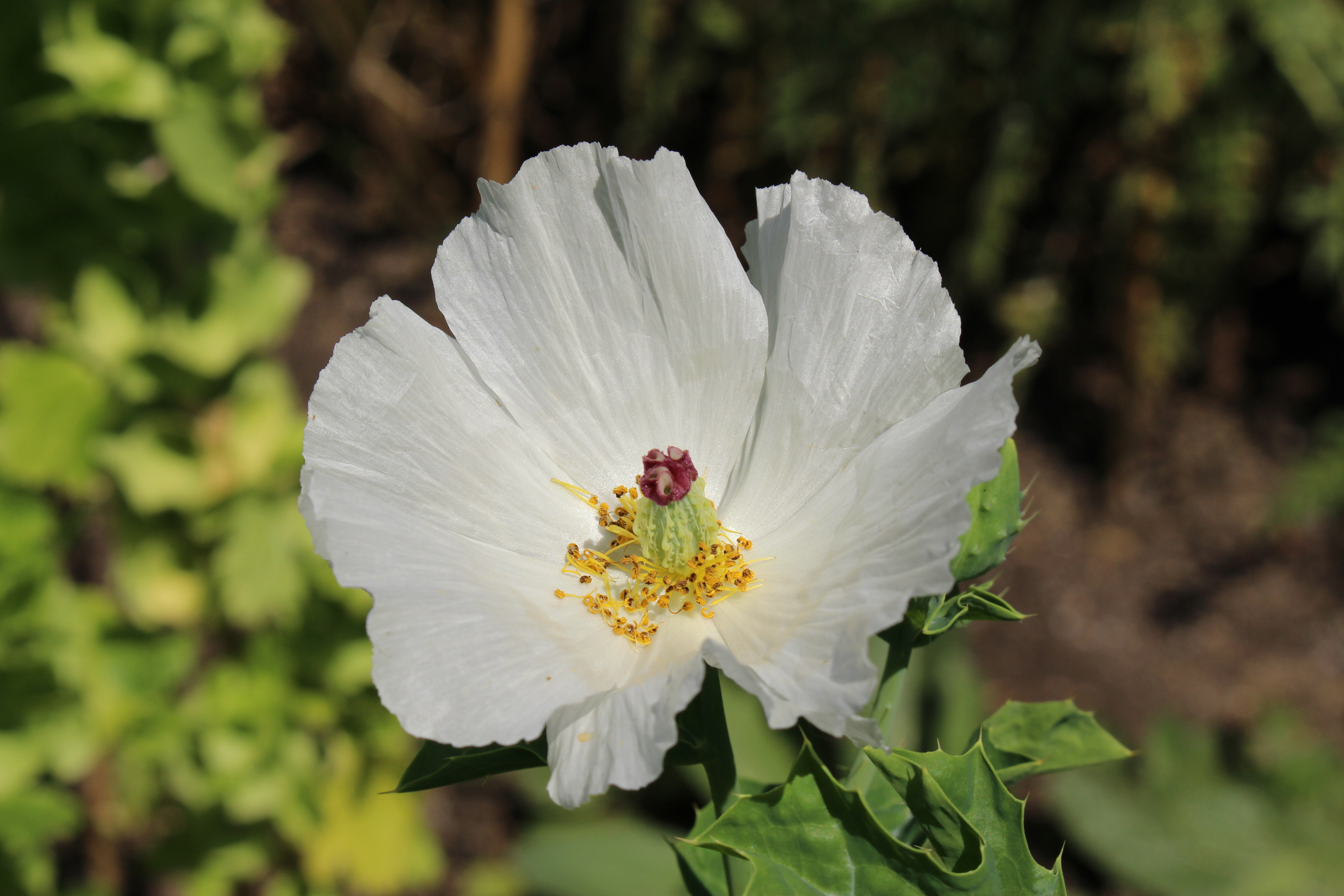 Crested pricklypoppy