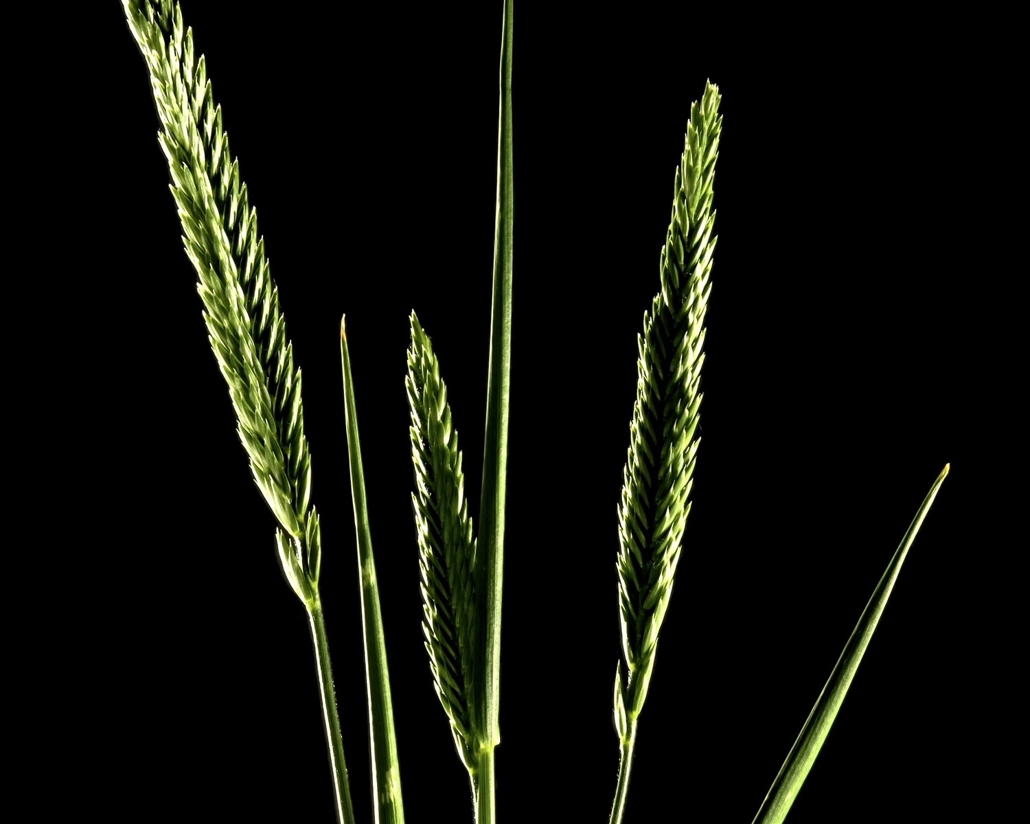 Crested wheatgrass