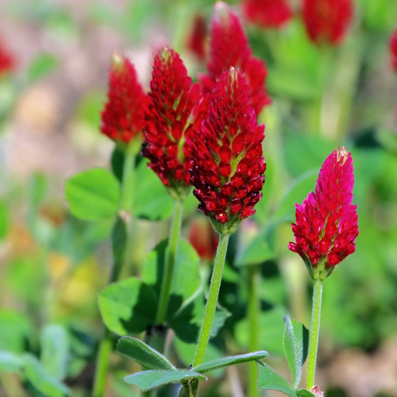 Crimson clover