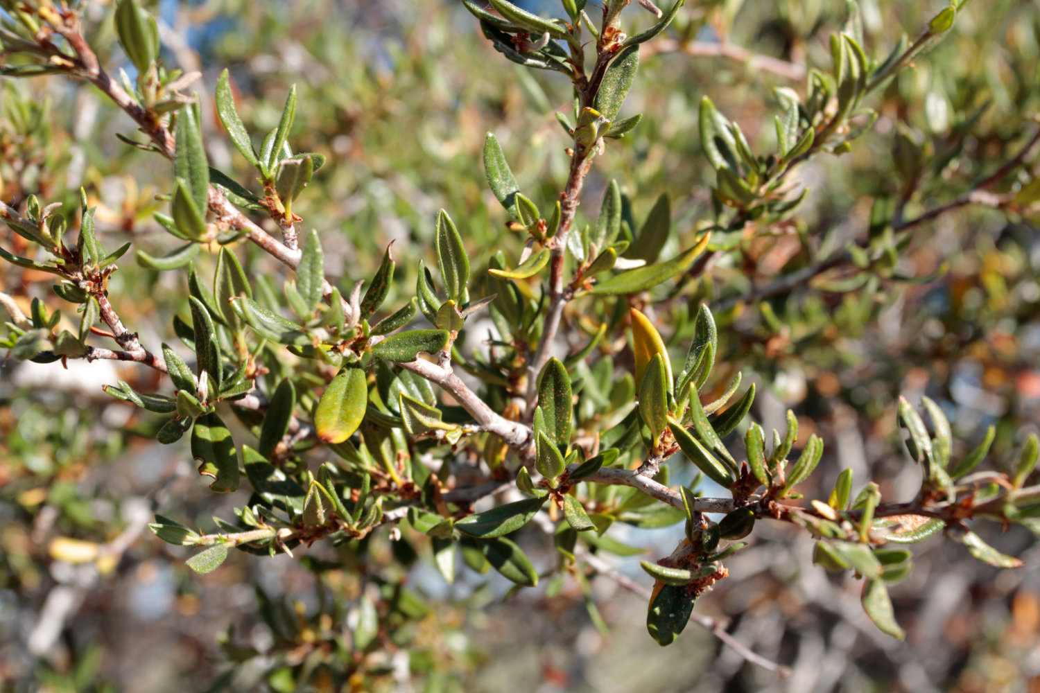Curl-leaf mountain mahogany