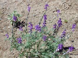 Desert lupine