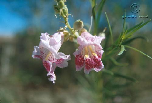 Desert willow